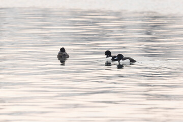 Tufted Duck Aythya fuligula swimming on or flying over the Rhine, Alsace, Eastern France