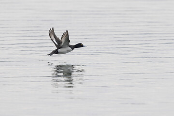 Tufted Duck Aythya fuligula swimming on or flying over the Rhine, Alsace, Eastern France