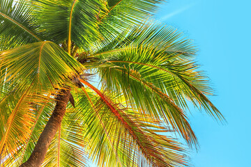 View of the crown of a coconut tree with coconut fruits against a blue sky. Sanya, China