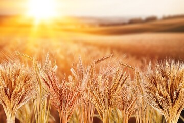 wheat field in sunlight, nature landscapes
