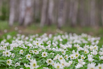 White spring flowers grow in the forest. Grains of snow are visible in the air.