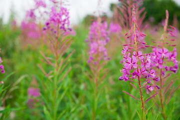 Thickets of blooming fireweed. Ivan tea grows in the field.