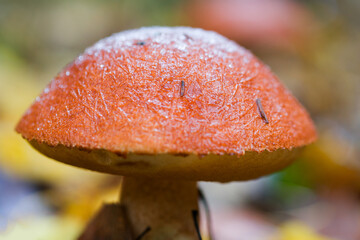Edible mushroom cap covered with ice.
