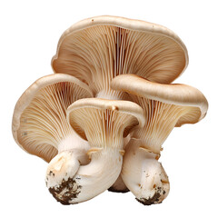 Fototapeta na wymiar oyster mushrooms