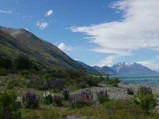 Fototapeta na wymiar Landscape picture of Lake Ohau in New Zealand with blooming lupines in spring