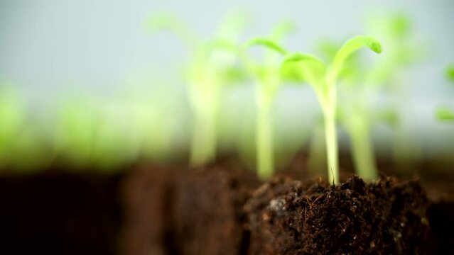 Young matthiola seedlings growing in soil blocks. Soil blocking is a seed starting technique that relies on planting seeds in cubes of soil rather than cell trays or pots.