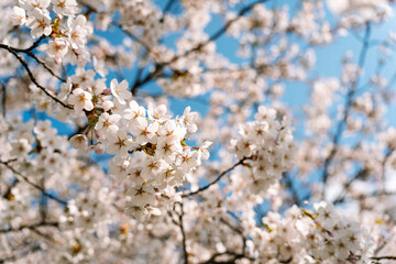 Shallow depth of field on a flowering branch of Japanese cherry or sakura Prunus nipponica Miyabe...