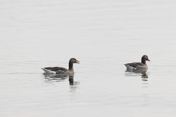 Grey-lag goose Anser anser wintering on the Rhine, France