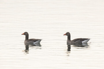 Grey-lag goose Anser anser wintering on the Rhine, France