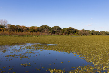 Beautiful Buenos Aires Ecological Reserve Lagoon Landscape with Water Lilies and Green Trees in...