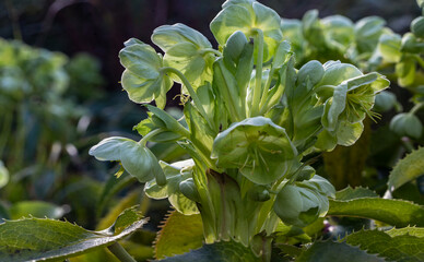 Obraz premium Attractive green flowers of Corsican Hellebore or argutifolius 'Silver Lace' flowering with a background of leaves in late winter and early spring, Copy space, Selective focus.