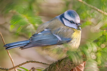 Blaumeise im Baum