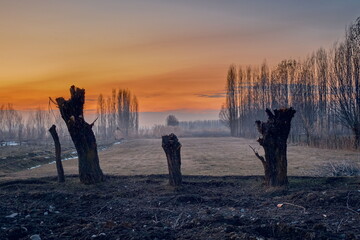 Black silhouettes of chopped trees against the backdrop of a beautiful sunset