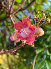 Cannonball Tree Flower(Couroupita Guianensis)