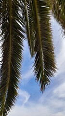 Palmtrees