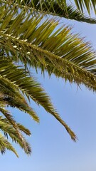 Fototapeta premium Palmtrees