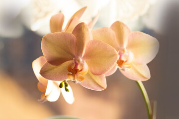 Orchid Phalaenopsis flower in close view