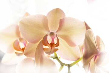 Orchid Phalaenopsis flower in close view