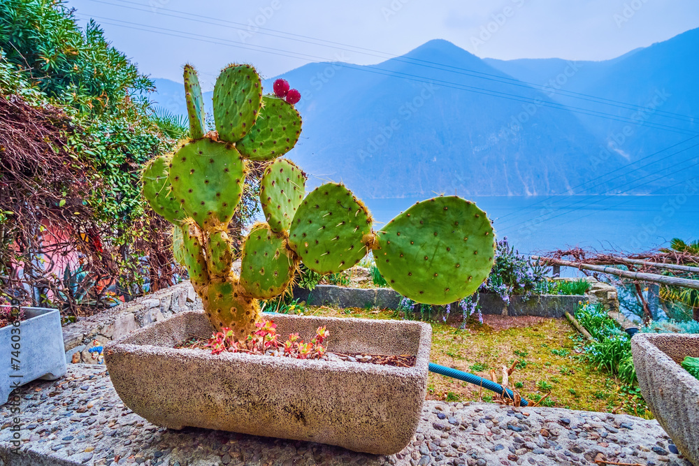 Canvas Prints Cactus in the stone pot, Gandria, Switzerland