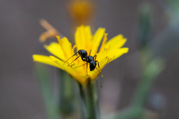 hormiga llena de polen en la flor amarila