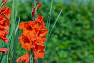 Close up view of garden with red gladiolus flowers on sunny summer day with blurred green bushes in background. 