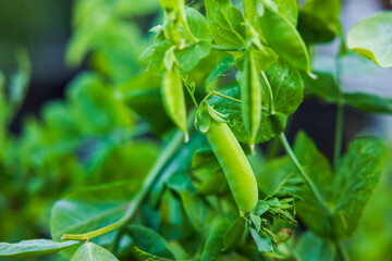 Close-up of a green pea bush in a vegetable garden.