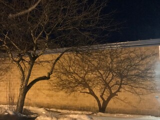 shadow of trees on wall in the snow