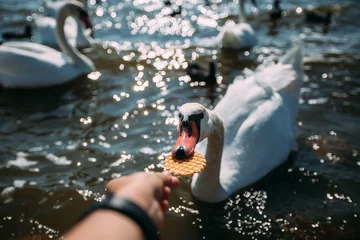 Tuinposter The swan grabs a cookie from the woman's hand. A girl feeds a swan with a waffle. Close-up of a swan, a hand and a cookie © Svetlana