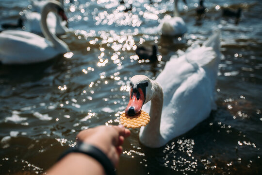 The swan grabs a cookie from the woman's hand. A girl feeds a swan with a waffle. Close-up of a swan, a hand and a cookie