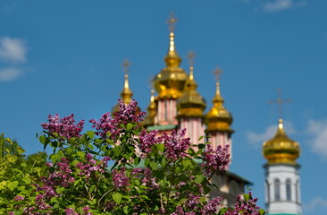 Russia. Sergiev Posad. A blooming lilac bush against the background of the golden domes of the...