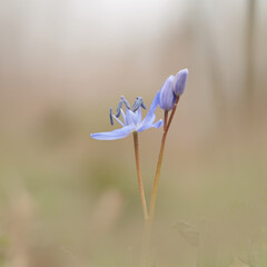 Scilla bifolia alpine squill in early spring in Alsace