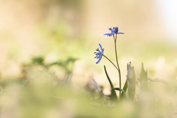 Scilla bifolia alpine squill in early spring in Alsace