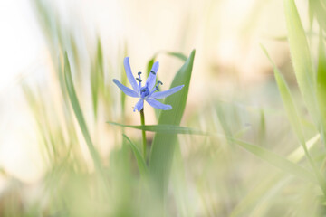 Scilla bifolia alpine squill in early spring in Alsace
