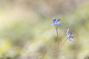 Scilla bifolia alpine squill in early spring in Alsace