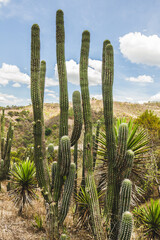 cactus in desert