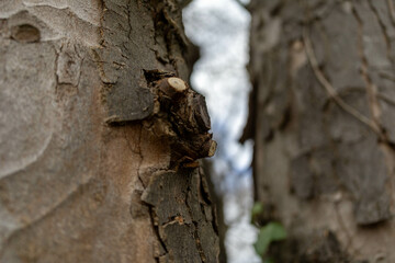 bark of a tree