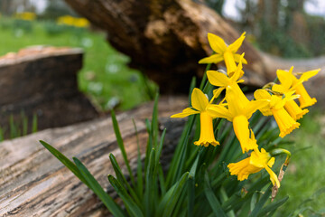 yellow daffodils