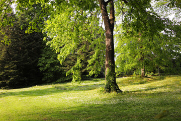 city spring park with young green grass