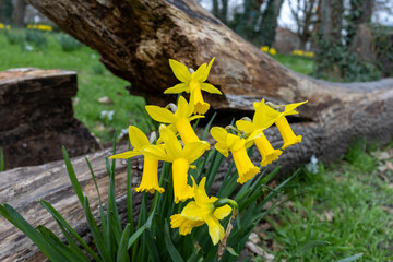 daffodils in the park