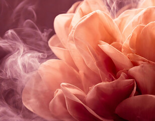 Ethereal Beauty of a Smoky Rose