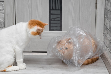 cat got tangled in a plastic bag