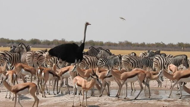 Ostrich at an overcrowded waterhole in Etosha National Park. Surrounded by lots a Zebras and Springboks.