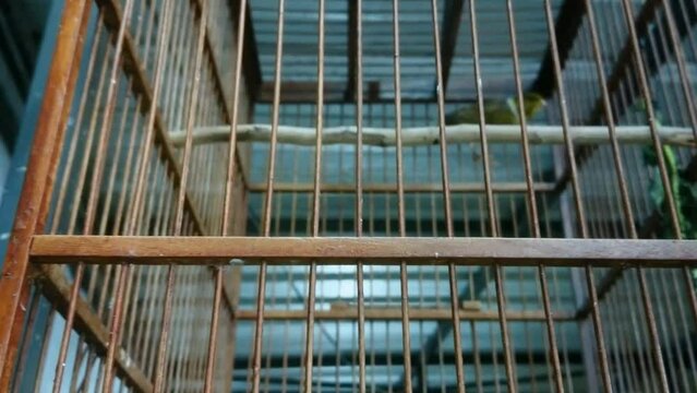 Pet Bird In Wooden Cage