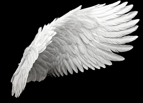 Single White Angelic Wing on Dark Background