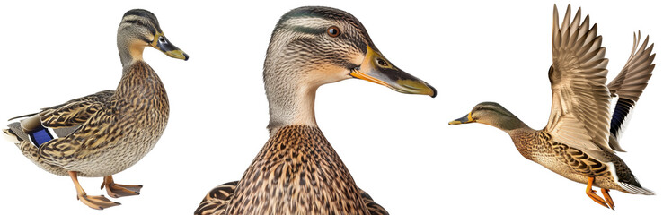 Brown female mallard duck collection, portrait, flying and standing, isolated on a transparent background
