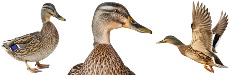 Fotobehang Brown female mallard duck collection, portrait, flying and standing, isolated on a transparent background © Flowal93
