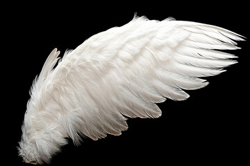 Single White Angelic Wing on Dark Background