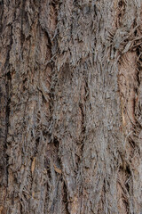 bark of a tree close up