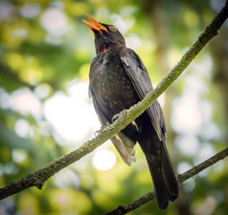 Singende Amsel im Baum