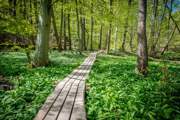 Holzsteg im Wald in Schweden